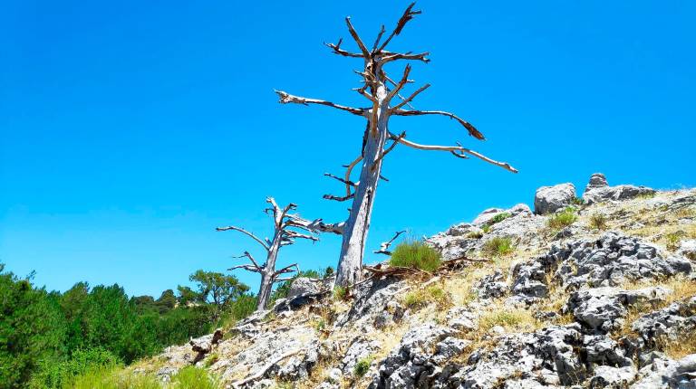 <i>Dos pinos calcinados por un rayo junto al Picón del Haza.</i>