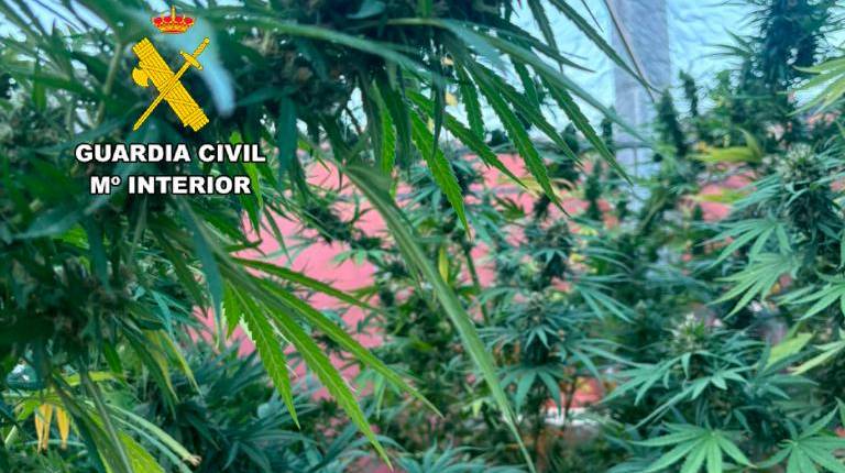 <i>Plantación de marihuana intervenida por agentes de la Guardia Civil. / Guardia Civil. </i>
