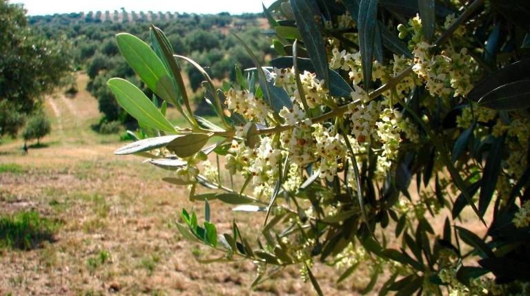 <i>Olivo en floración. Archivo. / Junta de Andalucía.</i>