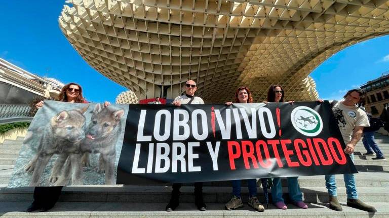 El lobo ibérico busca volver al Parque Natural de Cazorla, Segura y Las Villas