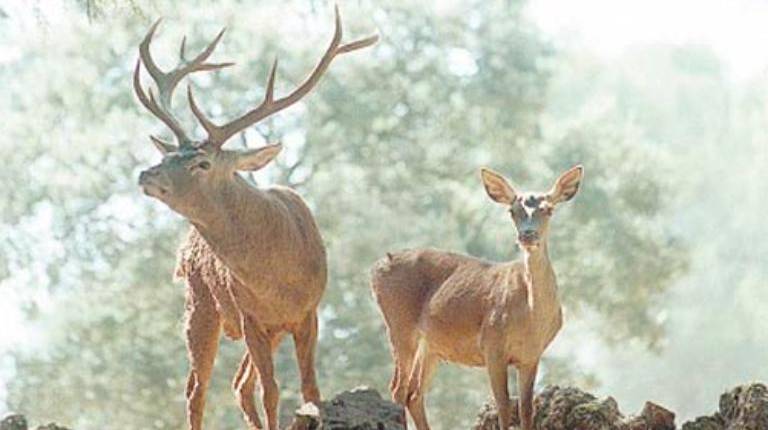 <i>Dos ciervos en el Parque Natural de Cazorla, Segura y Las Villas. / Archivo histórico Diario JAÉN. </i>