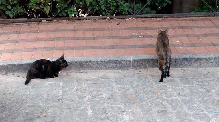 <i>Gatos de una colonia felina de Jaén capital. / Europa Press. </i>