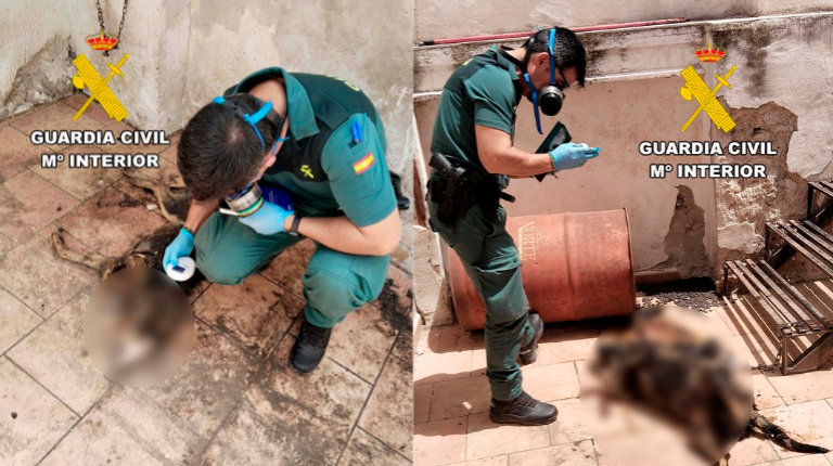 <i>Agentes del Seprona de la Guardia Civil examinan a los perros intervenidos en Campillo de Arenas tras destaparse un caso de maltrato animal en el que murieron tres ejemplares. / Guardia Civil. </i>