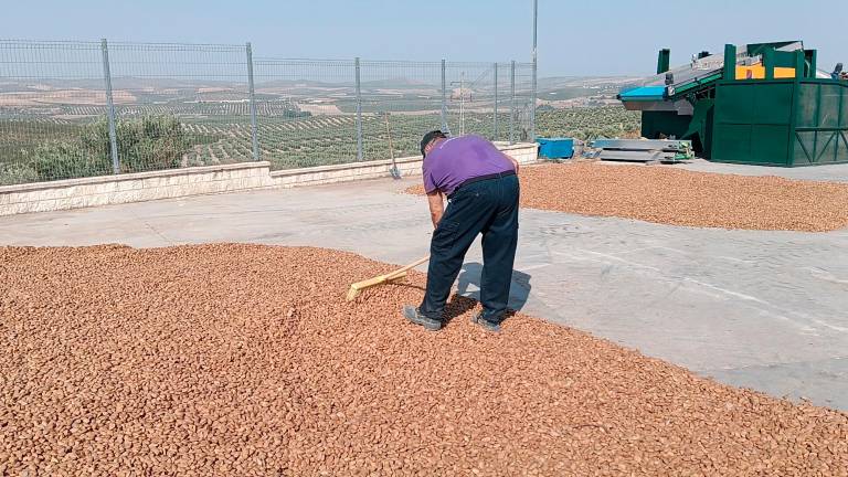 Producción de la almendra en una empresa jiennense. / F. Gaitán / Diario JAÉN. 