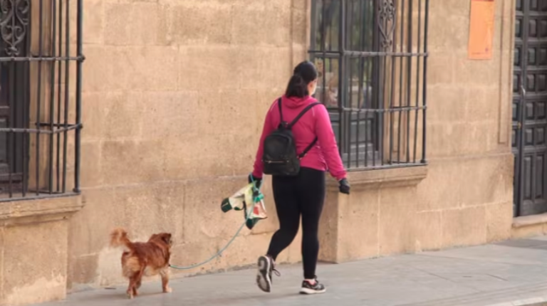 <i>El número de perros en la provincia de Jaén asciende a 186.299. / Ayuntamiento de Alcalá la Real. </i>