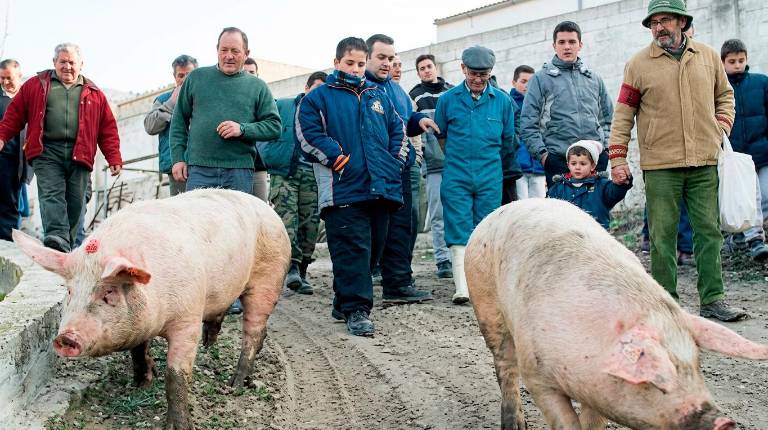 <i>Campillo de Arenas recupera la matanza tradicional. / Archivo Histórico de Diario JAÉN.</i>