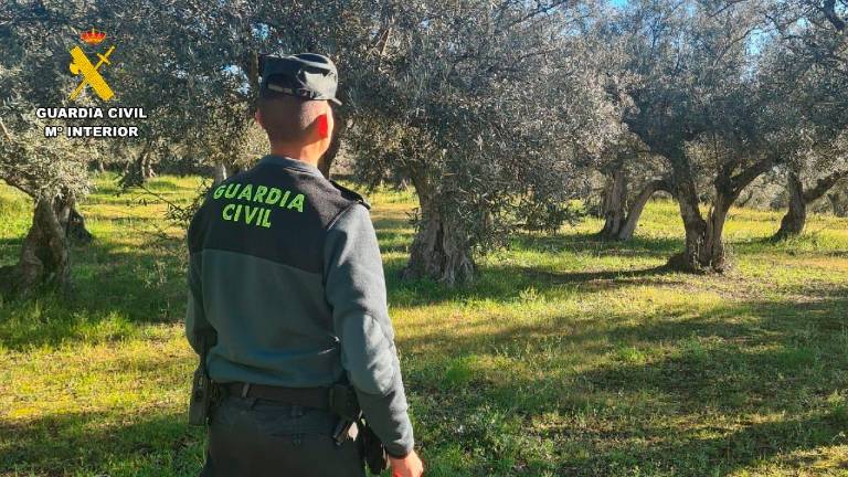 Hallan un muerto en un olivar a las afueras de Úbeda