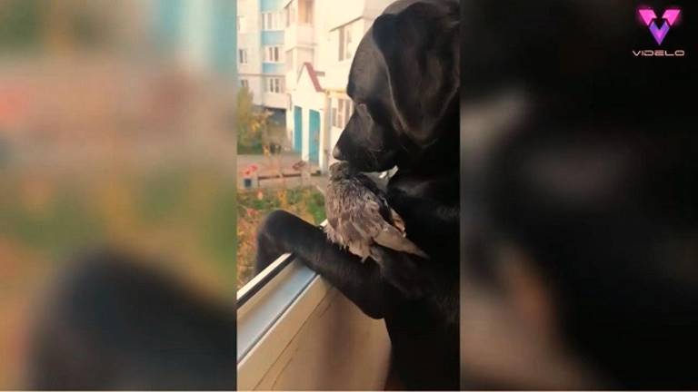 Una paloma es rescatada por una mujer rusa y su mascota