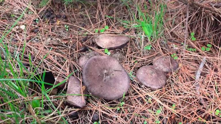 Setas divinas y mágicas