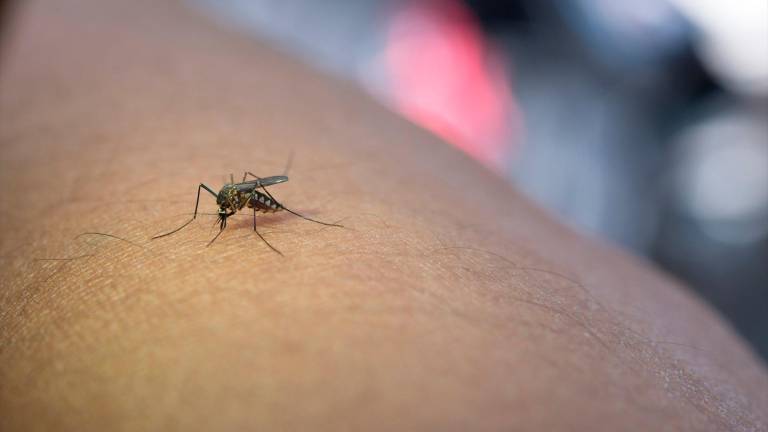 Escasa presencia de mosquitos del virus del Nilo en Jaén durante el invierno