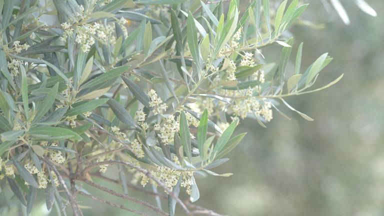 Los niveles altos de polen de olivo anticipan semanas difíciles para los alérgicos