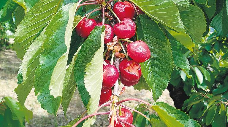 DAÑOS. <i> Gran parte de las cerezas maduras de Torres se han echado a perder tras las fuertes lluvias.</i>