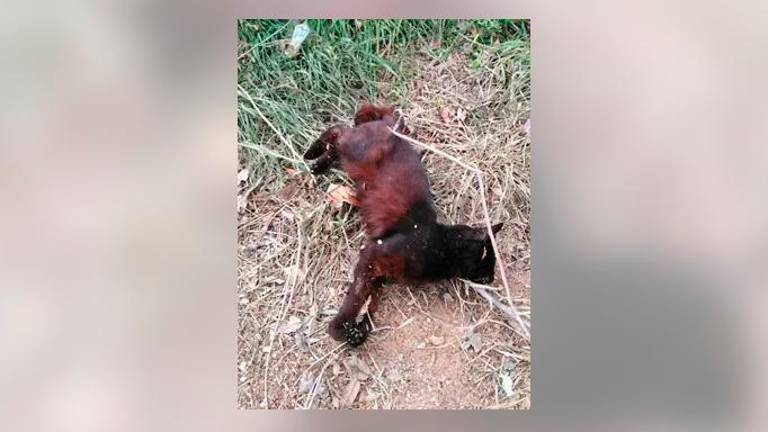 Alguien mata un gato, le saca las vísceras y lo cuelga de la portería de un instituto de Jaén