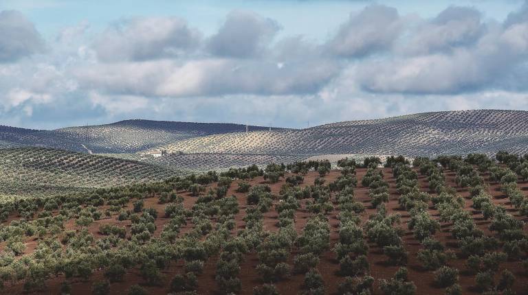 BELLEZA. <i>Paisaje de olivos visto desde la carretera de Fuerte del Rey. </i>