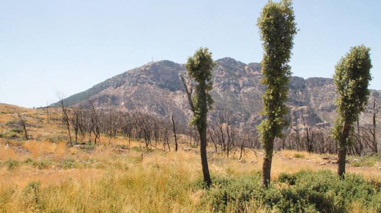 DOS AÑOS DESPUÉS. <i>Vista de la situación actual del bosque que ardió en agosto de 2017 en el incendio declarado en el paraje de Monegrín, Las Malezas-Trujala, con El Yelmo al fondo. </i>