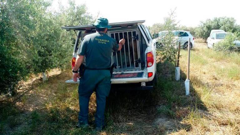 La Guardia Civil solicita voluntarios a caballo para la búsqueda del vecino de Arjona