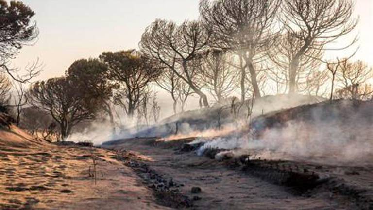 Andalucía vivió en Doñana un incendio similar al de Canarias y hace 15 años uno de casi 25.000 hectáreas
