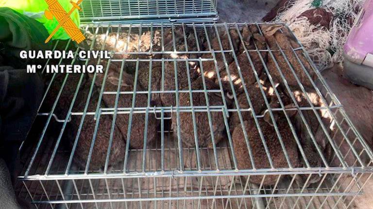Denunciados por cazar sin autorización conejos con hurones y redes