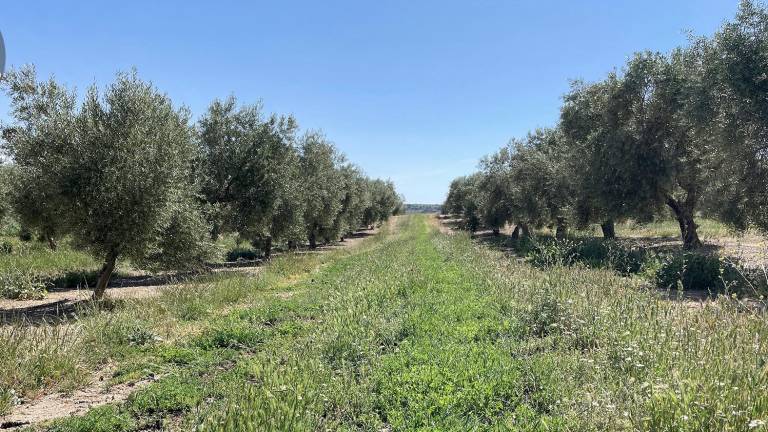 La UJA participa en un proyecto de certificación de créditos de carbono en el olivar