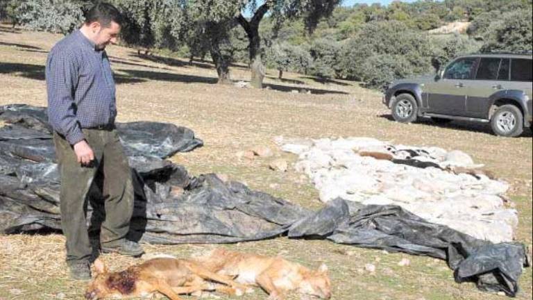 Tal día como hoy en 2005 publicábamos: Los perros matan parte de su rebaño