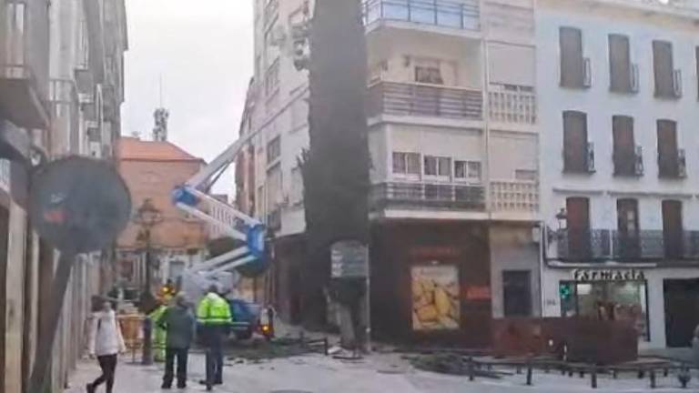 Corte de un ciprés en Martínez Molina por precaución