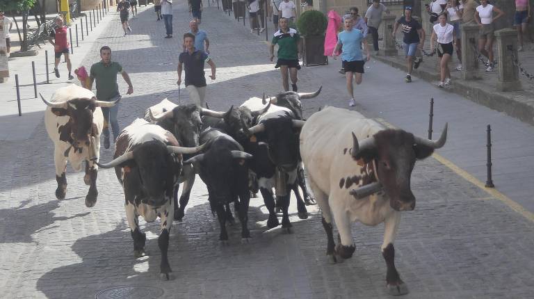 <i>Novillos y cabestros de la ganadería de Benito García Chicano corren, con un gran porte, por la Plaza de la Constitución antes de hacer el giro a Don Mendo de Benavides. / Francisco Gaitán / Diario JAÉN. </i>
