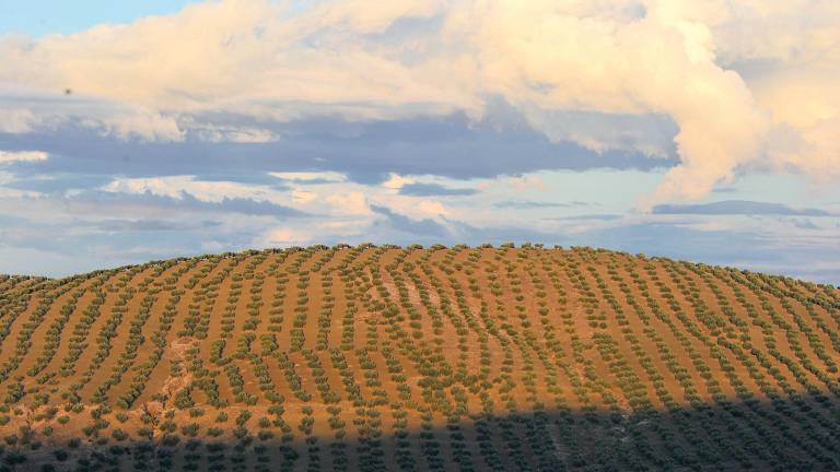 El aceite de oliva no entra en la amenaza arancelaria de Trump