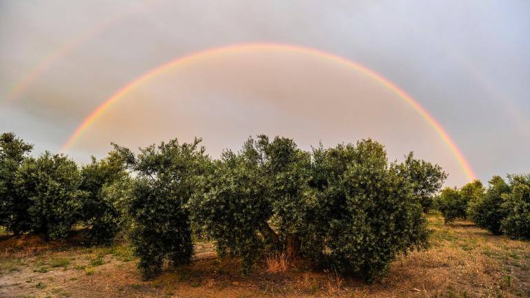 A la cola en superficie ecológica