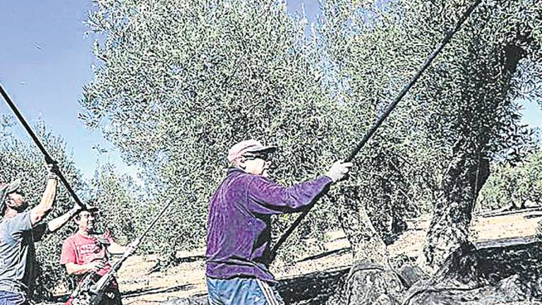Oportunidad en la PAC para el olivar tradicional