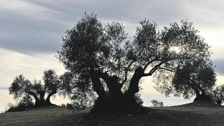 Financiación de más de 200 millones para el olivar