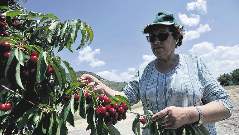 La recogida de la cereza, con la mano de obra local