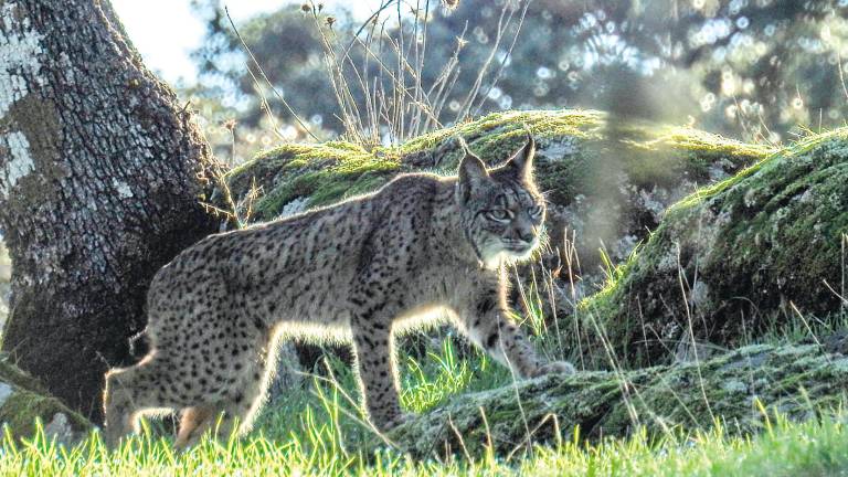 El lince se consolida, pero aún es una especie “vulnerable”