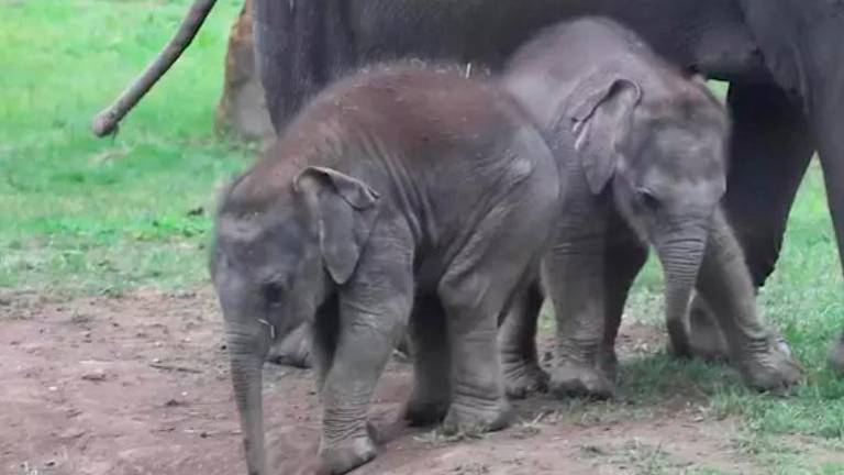 Dos crías de elefante juegan ajenas a la cámara