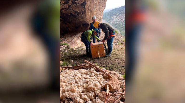 Vuelan libres dos quebrantahuesos en los cielos de Jaén