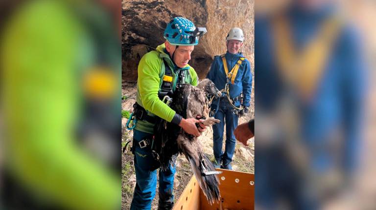 Vuelan libres dos quebrantahuesos en los cielos de Jaén