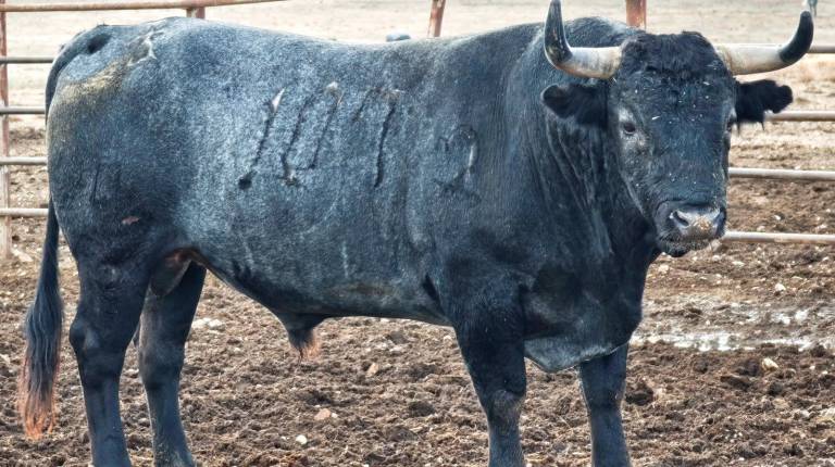 <i>Uno de los seis toros de Victorino Martín que saldrán a la plaza de toros este domingo.</i>