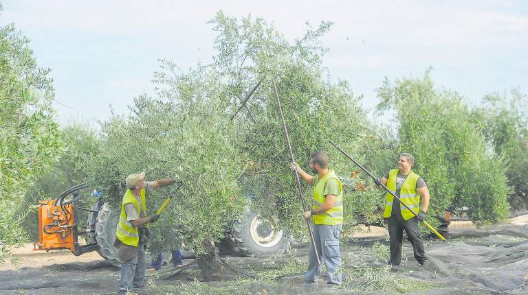 <i>Jornaleros avareando un olivo en plena campaña de recolección / Diario JAÉN.</i>
