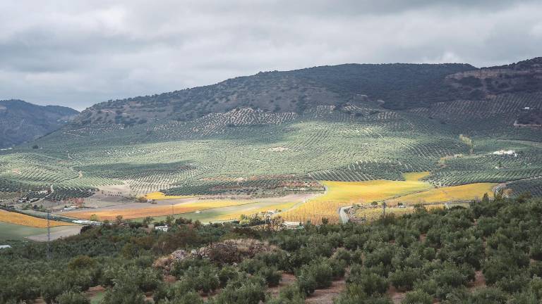 La UE respalda el legado y la cultura del olivar tradicional