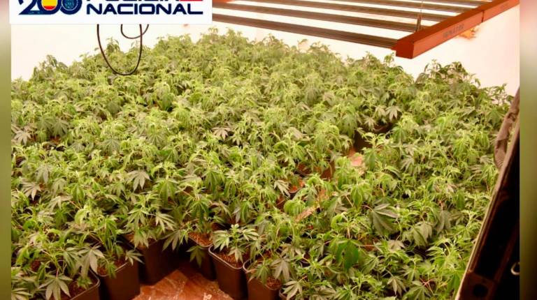 <i>Las casi 700 plantas de marihuana intervenidas. / Policía Nacional.</i>