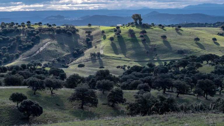 La Plataforma por el Monte Andaluz denuncia los 230 millones sin ejecutar en gestión forestal