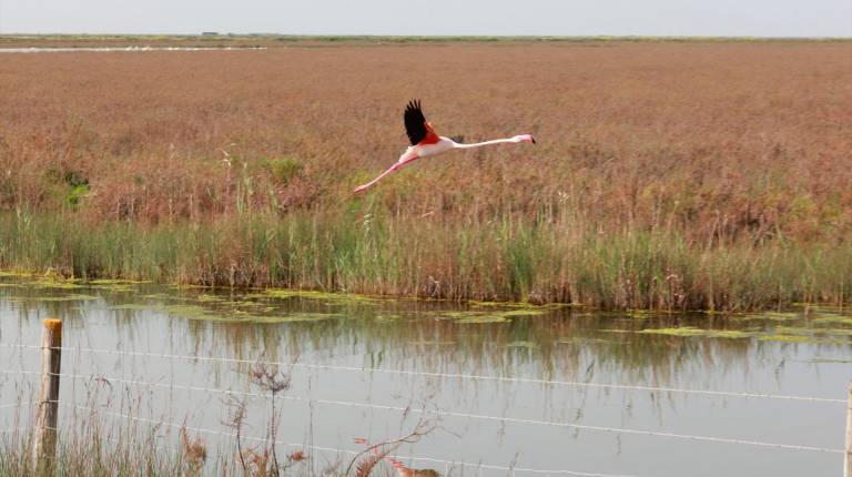 <i>Imagen de la finca Veta la Palma en el Espacio Natural de Doñana. / Europa Press. </i>
