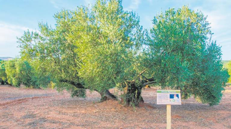 El Príncipe de Gales agradece el olivo dedicado a su madre Diana en el Ecoparque de Carboneros