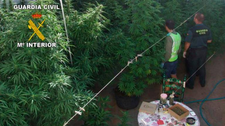 La Justicia no ve terapéutica una plantación de marihuana