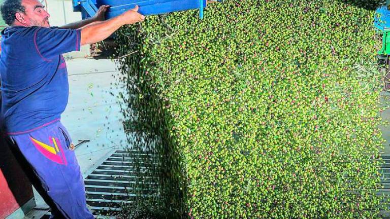 UPA defiende que la reducción de aforo en el olivar debería repuntar los precios de aceite