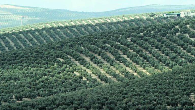 Organizaciones agrarias coinciden en lo beneficioso de las lluvias para el olivar