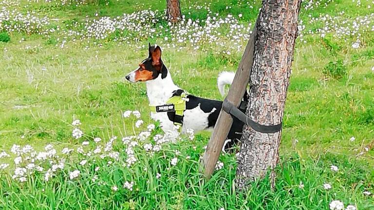 Los animales dejan de ser hoy “cosas” y pasan a considerarse seres “sintientes”
