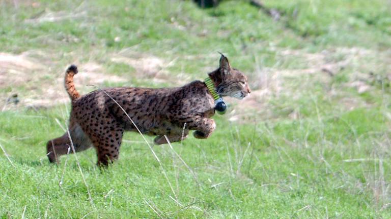 Muere atropellada una hembra de lince ibérico en la carretera entre Vilches y Arquillos