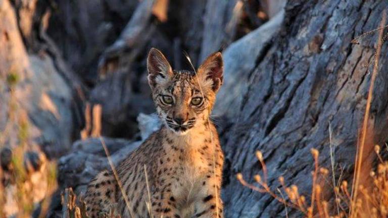 El maullido del lince ibérico atrae la atención del mundo