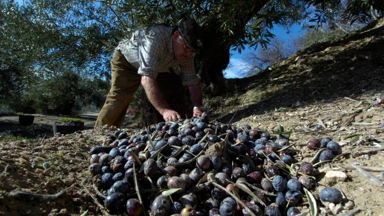 Negativa del campo andaluz a Mercosur