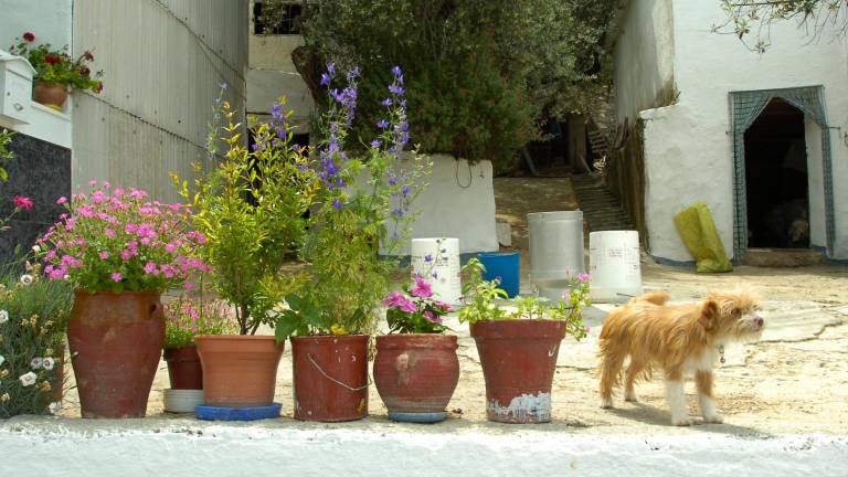 A los jiennenses les “sobran” más de 150 mascotas